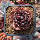 Echeveria 'Black Coco' 2" Succulent Plant Cutting