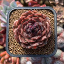 Echeveria 'Black Coco' 2" Succulent Plant Cutting