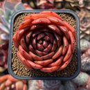 Echeveria 'Black Eyes' Selected Clone 3"-4" Succulent Plant