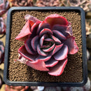 Echeveria 'Luella' 2" Succulent Plant Cutting