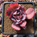 Echeveria 'Luella' 2" Succulent Plant Cutting