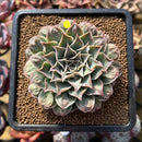 Echeveria 'Hearts Choice' 2"-3" Succulent Plant Cutting