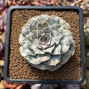 Echeveria 'Hearts Choice' 2"-3" Succulent Plant Cutting