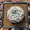 Echeveria 'Hearts Choice' 2"-3" Succulent Plant Cutting