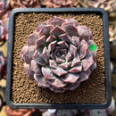 Echeveria 'Hearts Choice' 2"-3" Succulent Plant Cutting