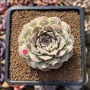 Echeveria 'Hearts Choice' 2"-3" Succulent Plant Cutting
