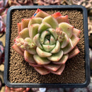 Echeveria 'Gold Jelly' 2"-3" Succulent Plant Cutting