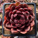 Echeveria 'Marine' Hybrid x 'Blood Maria' Hybrid 2"-3" Flower Village Hybrid Succulent Plant Cutting