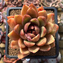 Echeveria 'Purple Ebony' Hybrid x 'Dong-un' Hybrid 3" Flower Village Hybrid Succulent Plant Cutting