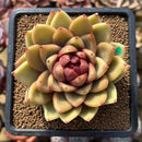 Echeveria 'Gold Corderoyi' Hybrid 3"-4" Flower Village Hybrid Succulent Plant Cutting