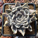 Echeveria 'Thriller Pearl' 4" Succulent Plant Cutting