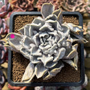 Echeveria 'Thriller Pearl' 4" Succulent Plant Cutting