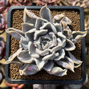 Echeveria 'Thriller Pearl' 4" Succulent Plant Cutting