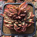 Echeveria Agavoides 'Mazestar' Crested 4" Succulent Plant Cutting