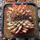 Echeveria Agavoides 'Mazestar' Crested 4" Succulent Plant Cutting