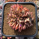 Echeveria Agavoides 'Mazestar' Crested 4" Succulent Plant Cutting