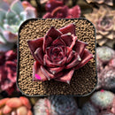 Echeveria Agavoides 'Romeo' 2" Succulent Plant
