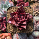 Echeveria Agavoides 'Romeo' 2" Succulent Plant