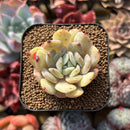Echeveria 'Paul Shay' 1"-2" Succulent Plant Cutting