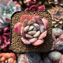 Echeveria 'Paul Shay' 1"-2" Succulent Plant Cutting