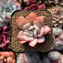 Echeveria 'Paul Shay' 1"-2" Succulent Plant Cutting