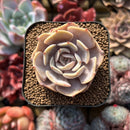 Echeveria 'White Kisses' 2" Succulent Plant Cutting