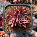 Echeveria 'Corsican Rose' 2" Succulent Plant Cutting
