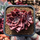 Echeveria 'Corsican Rose' 2" Succulent Plant Cutting