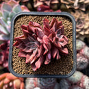 Echeveria 'Corsican Rose' 2" Succulent Plant Cutting
