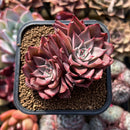 Echeveria 'Corsican Rose' 2" Succulent Plant Cutting