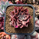 Echeveria 'Corsican Rose' 2" Succulent Plant Cutting