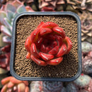 Echeveria Agavoides sp. 2" Succulent Plant Cutting
