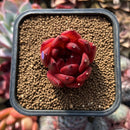 Echeveria Agavoides sp. 2" Succulent Plant Cutting