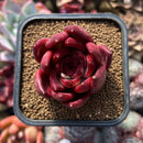 Echeveria Agavoides 'Red Plum' 2" Succulent Plant