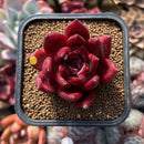 Echeveria Agavoides 'Red Plum' 2" Succulent Plant