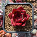 Echeveria Agavoides 'Red Plum' 2" Succulent Plant