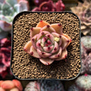 Echeveria 'Together' (Ebony x 'Black Rose' Hybrid) 2" Mam&Sister Farm Original Japanese Hybrid Succulent Plant Cutting