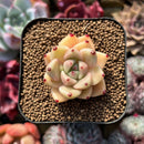 Echeveria 'Together' (Ebony x 'Black Rose' Hybrid) 2" Mam&Sister Farm Original Japanese Hybrid Succulent Plant Cutting
