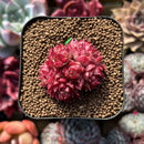 Echeveria 'Butterfly Wings' 1" Succulent Plant Cutting