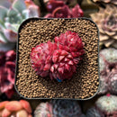 Echeveria 'Butterfly Wings' 1" Succulent Plant Cutting