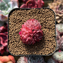 Echeveria 'Butterfly Wings' 1" Succulent Plant Cutting
