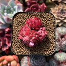 Echeveria 'Butterfly Wings' 1" Succulent Plant Cutting
