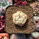 Echeveria 'The Moon' 1"-2" Succulent Plant Cutting