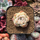 Echeveria 'The Moon' 1"-2" Succulent Plant Cutting