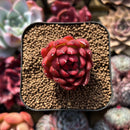 Echeveria 'Sohuren' 1"-2" Succulent Plant Cutting