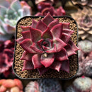 Echeveria 'Pink Molly' 2" Succulent Plant
