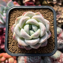 Echeveria 'Oknabi' 2"-3" New Hybrid Succulent Plant