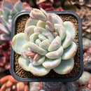 Echeveria 'Oknabi' 2"-3" New Hybrid Succulent Plant