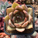 Echeveria sp. Seed-Grown 2" Succulent Plant Cutting