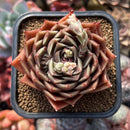 Echeveria 'Red Bellita' Hybrid Succulent Plant Cutting